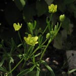 Ranunculus arvensis - Acker-Hahnenfuß