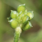Ranunculus bulbosus - Knolliger Hahnenfuß