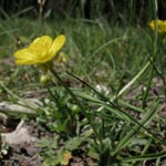 Ranunculus bulbosus - Knolliger Hahnenfuß