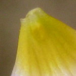 Ranunculus fluitans - Flutender Hahnenfuß