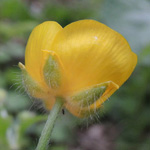 Ranunculus lanuginosus - Wolliger Hahnenfuß