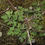 Ranunculus repens - Kriechender Hahnenfuß (Grundblatt)