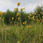 Ranunculus sardous - Sardischer Hahnenfuß