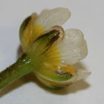 Ranunculus trichophyllus - Haarblättriger Wasser-Hahnenfuß