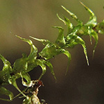 Rhytidiadelphus squarrosus - Sparriger Runzelpeter