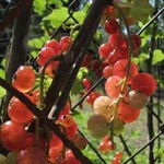 Ribes rubrum - Rote Johannislbeere