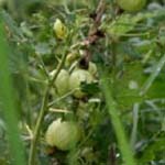 Ribes uva-crispa - Stachelbeere