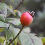 Rosa gallica 'Officinalis' - Apotheker-Rose