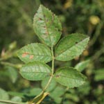 Rosa micrantha - Kleinblütige Rose