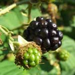 Rubus armeniacus - Armenische Brombeere