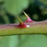 Rubus armeniacus - Armenische Brombeere