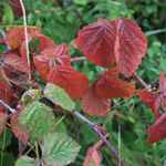 Rubus caesius - Kratzbeere