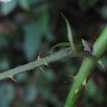 Rubus camptostachys - Bewimperte Haselblatt-Brombeere