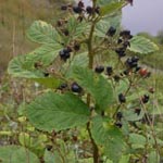 Rubus canescens - Filz-Brombeere