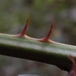 Rubus elegantispinosus - Schlankstachelige Brombeere