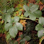 Rubus fuscus - Braune Brombeere