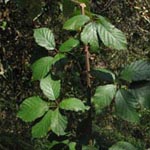 Rubus grabowski - Grabowskis Brombeere