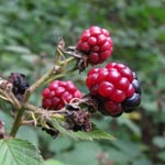 Rubus gratus - Angenehme Brombeere