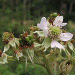 Rubus laciniatus - Schlitzblättrige Brombeere