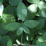 Rubus loosii - Loos'sche Haselblattbrombeere