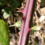 Rubus montanus - Mittelgebirgs-Bromberee