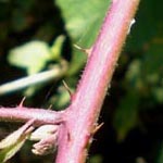 Rubus nemorosus - Hain-Haselblatt-Brombeere