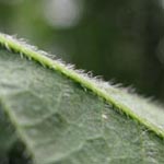 Rubus nemorosus - Hain-Haselblatt-Brombeere