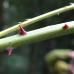 Rubus nessensis - Halbaufrechte Brombeere