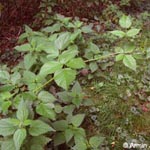 Rubus nessensis - Halbaufrechte Brombeere