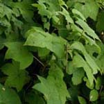 Rubus odoratus - Zimt-Himbeere