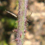 Rubus oreades - Bergnymphen-Brombeere