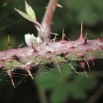 Rubus parahebecarpus - Rheinische Haselblatt-Brombeere