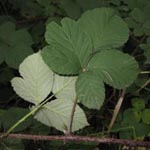 Rubus parahebecarpus - Rheinische Haselblatt-Brombeere