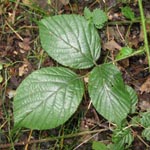 Rubus pedemontanus - Träufelspitzen-Brombeere