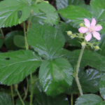 Rubus pedemontanus - Träufelspitzen-Brombeere