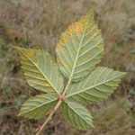 Rubus plicatus - Falten-Brombeere