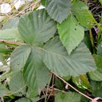 Rubus plicatus - Falten-Brombeere