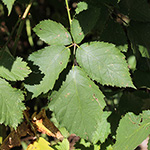 Rubus procerus - Kräftige Brombeere