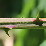 Rubus procerus - Kräftige Brombeere