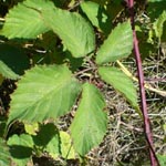 Rubus pyramidalis - Pyramiden-Brombeere