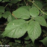 Rubus senticosus - Dornige Brombeere