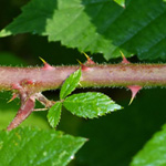 Rubus sprengelii - Sprengels Brombeere