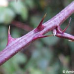 Rubus ulmifolius - Mittelmeer-Brombeere
