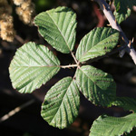 Rubus ulmifolius - Mittelmeer-Brombeere