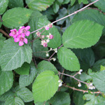 Rubus vestitus - Samt-Brombeere