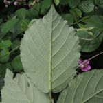 Rubus vestitus - Samt-Brombeere