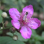 Rubus - Brombeeren (Bilderseite)