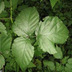 Rubus vigorosus - Üppige Brombeere