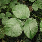 Rubus vigorosus - Üppige Brombeere