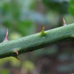 Rubus vigorosus - üppige Brombeere